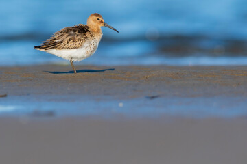 A dunlin (Calidris alpina) on a beach