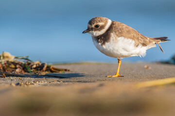 A common ringed plover (Charadrius hiaticula) on a beach