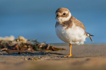 A common ringed plover (Charadrius hiaticula) on a beach