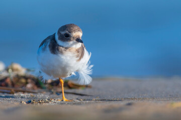 A common ringed plover (Charadrius hiaticula) on a beach