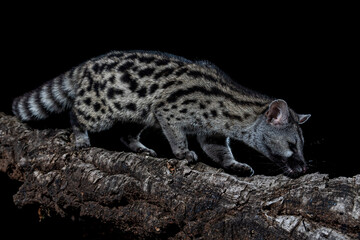 A common genet (Genetta genetta) walking on a cork oak