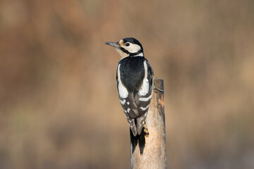 Great-spotted woodpecker perching.