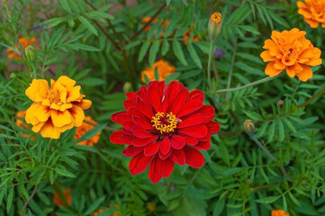 Orange marigolds flower on a green background on a summer sunny day macro photography. Blooming tagetes flower with red petals in summer, close-up photo