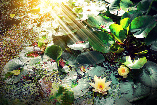 river with wild flowers at sunset