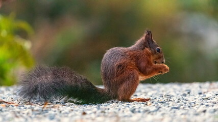 Naklejka na ściany i meble Single red squirrel, sciurus vulgaris, on the ground