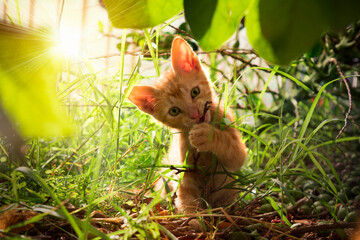 cat in the grass © david
