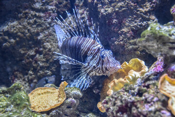 Biarritz, France - 15 Jan, 2023: Biarritz Aquarium & sealife centre in the Port Vieux