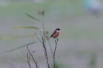Stonechat perched on a thin twig.
