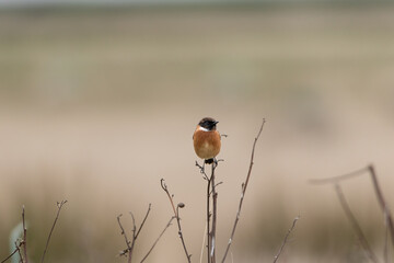 Stonechat perched on a thin twig.