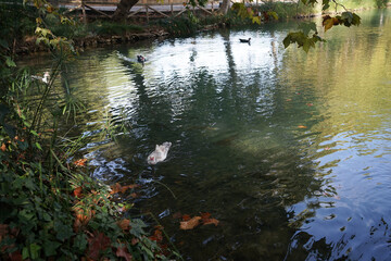 birds swimming in the lagoon