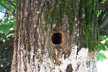 A hollow hollowed out by the beak of a woodpecker. A round hole in the bark and cambium of a large...