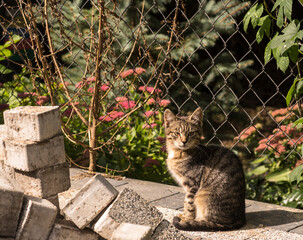 Młody szary , pręgowany kot siedzi patrząc z zaciekawieniem . Kot w pobliżu kostki brukowej w stosikach . W tle ogrodzenie z siatki stalowej i rośliny .