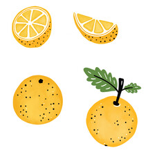 set of citron or orange slices