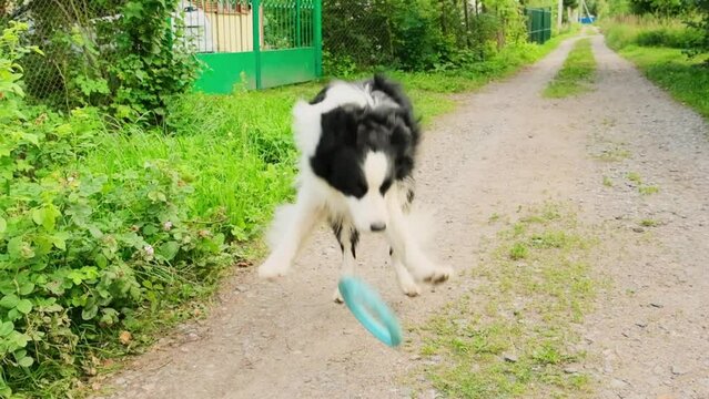 Pet activity. Puppy dog border collie jumping try to catch thrown toy blue puller ring outdoor. Unrecognizable owner playing with pet dog, walking in park. Super slow motion dog jump