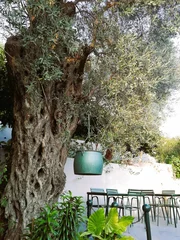 Crédence de cuisine en verre imprimé Olivier Vertical shot of a large olive tree growing in a garden