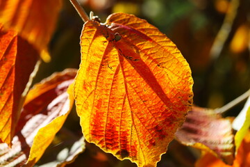 Zaubernuss Blätter- Hamamelis im Herbst