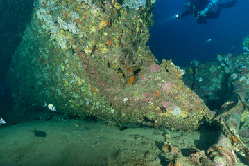 Aragosta e saraghi con sub sul relitto del Gazzella, corvetta della marina italiana affondata durante la seconda guerra mondiale nel golfo dell'Asinara, Sardegna