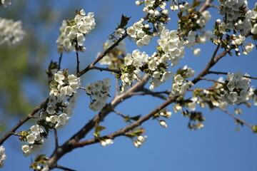 Obraz premium blossom in spring