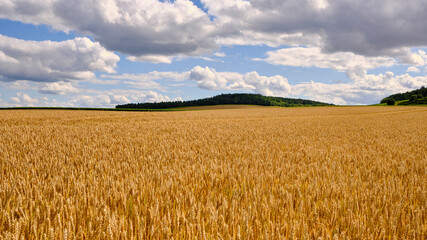 Un jolie champ de blé en campagne