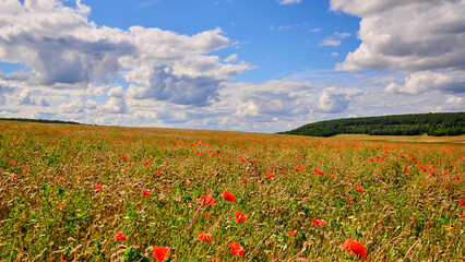 Un jolie paysage de coquelicots en côte d'or 