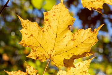Beautiful autumn colors maple leaf illuminated by warm sunlight