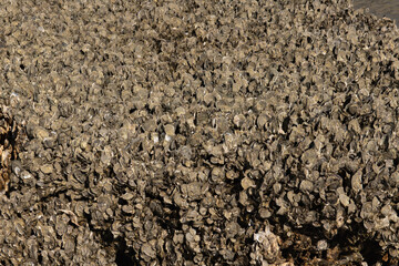 Close up of a large cluster of oyster shells clusters at low tide in South Carolina, United States.