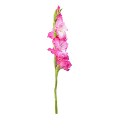 Pink gladiolus flower stem isolated on transparent background