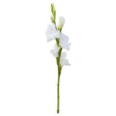 White gladiolus flower stem isolated on transparent background