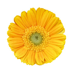 Yellow gerbera flower isolated on transparent background
