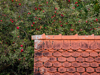 Schäden an altem Dach