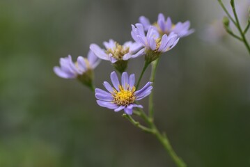 Fototapeta premium Tatarian aster ( Aster tataricus ) flowers. From August to October, pale purple ligulate flowers line up and a yellow tubular flower blooms in the center.
