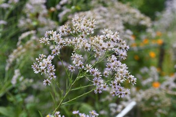Tatarian aster ( Aster tataricus ) flowers.
From August to October, pale purple ligulate flowers line up and a yellow tubular flower blooms in the center.