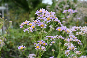 Tatarian aster ( Aster tataricus ) flowers.
From August to October, pale purple ligulate flowers line up and a yellow tubular flower blooms in the center.