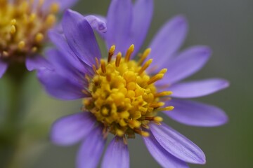 Tatarian aster ( Aster tataricus ) flowers.
From August to October, pale purple ligulate flowers line up and a yellow tubular flower blooms in the center.