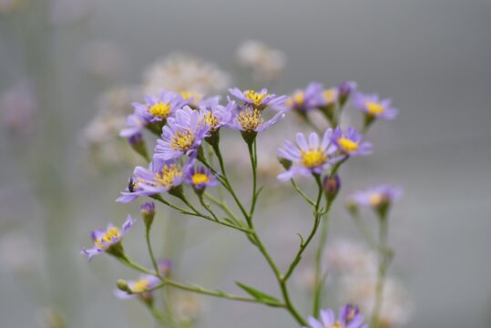 Tatarian aster ( Aster tataricus ) flowers.
From August to October, pale purple ligulate flowers line up and a yellow tubular flower blooms in the center.