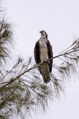 red tailed hawk