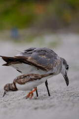 Baby bird with mother on beach