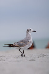 seagull on the beach