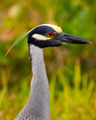 grey crowned night heron