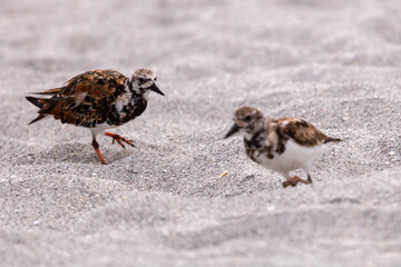 two little birds