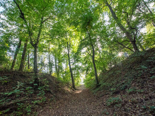 Herbstbeginn im Mischwald
