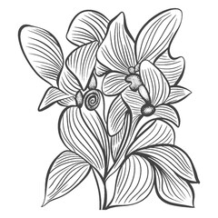 Flower coloring page. Hand drawn botanical illustration with line art on white background.