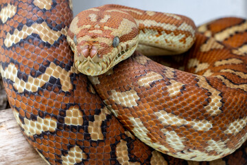 Centralian or Bredl's Carpet Python