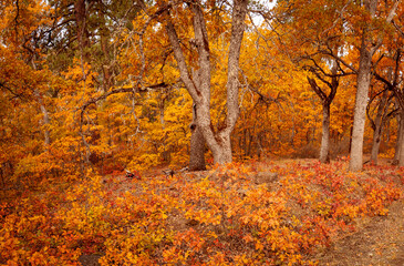 autumn in the Oak forest