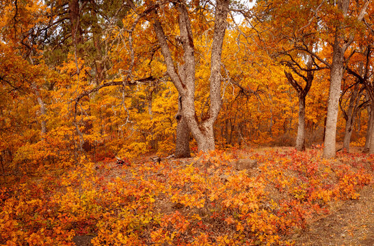 autumn in the Oak forest