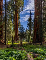 Trees and forest shots from Sequoia National Park. 