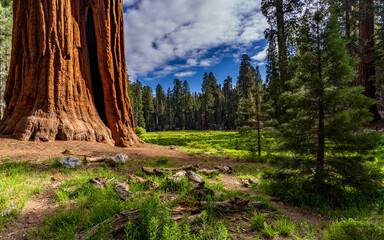 Trees and forest shots from Sequoia National Park. 