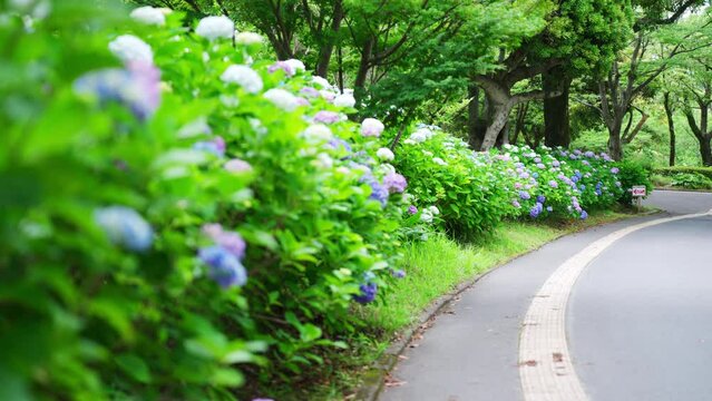 吉野公園の遊歩道に咲く紫陽花の景色