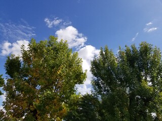 Obraz premium trees and sky