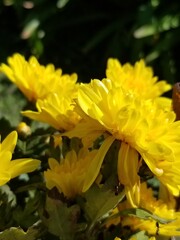 yellow flower in the garden